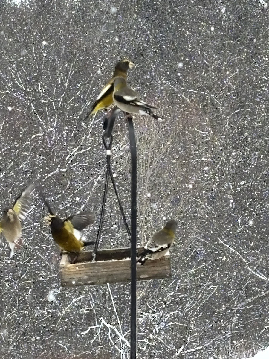 Abendkernbeißer - ML647515421