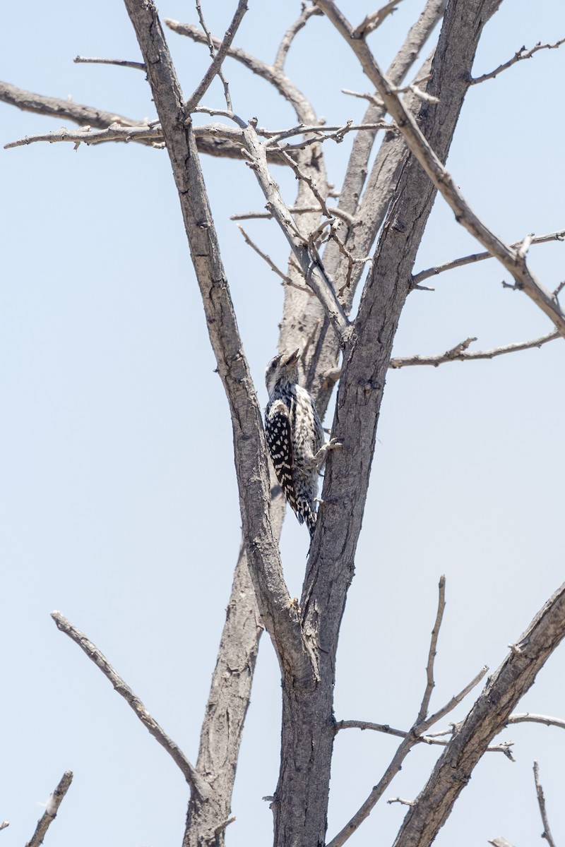 Strichelkopfspecht - ML647515424