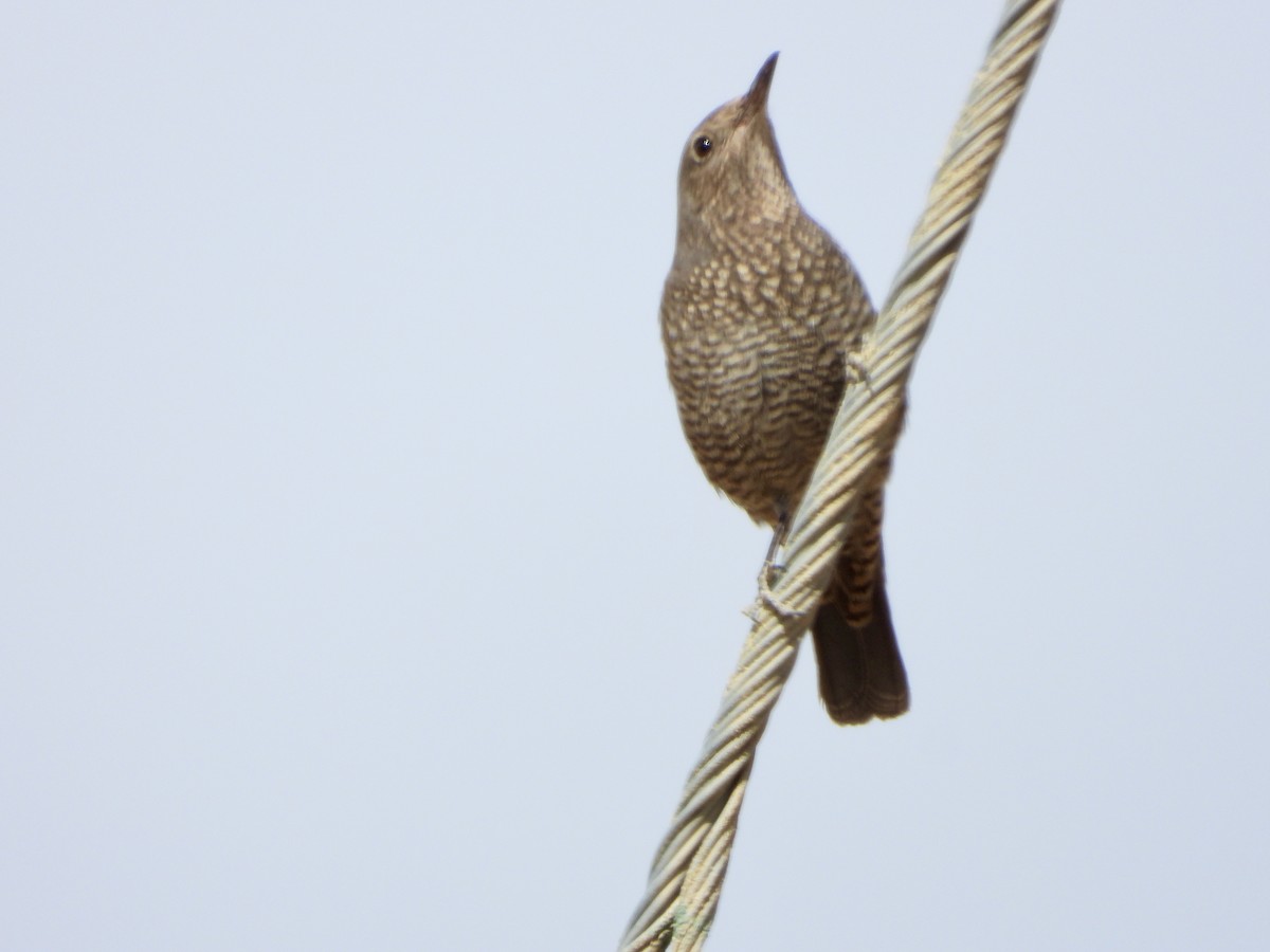 Blaumerle - ML647515425