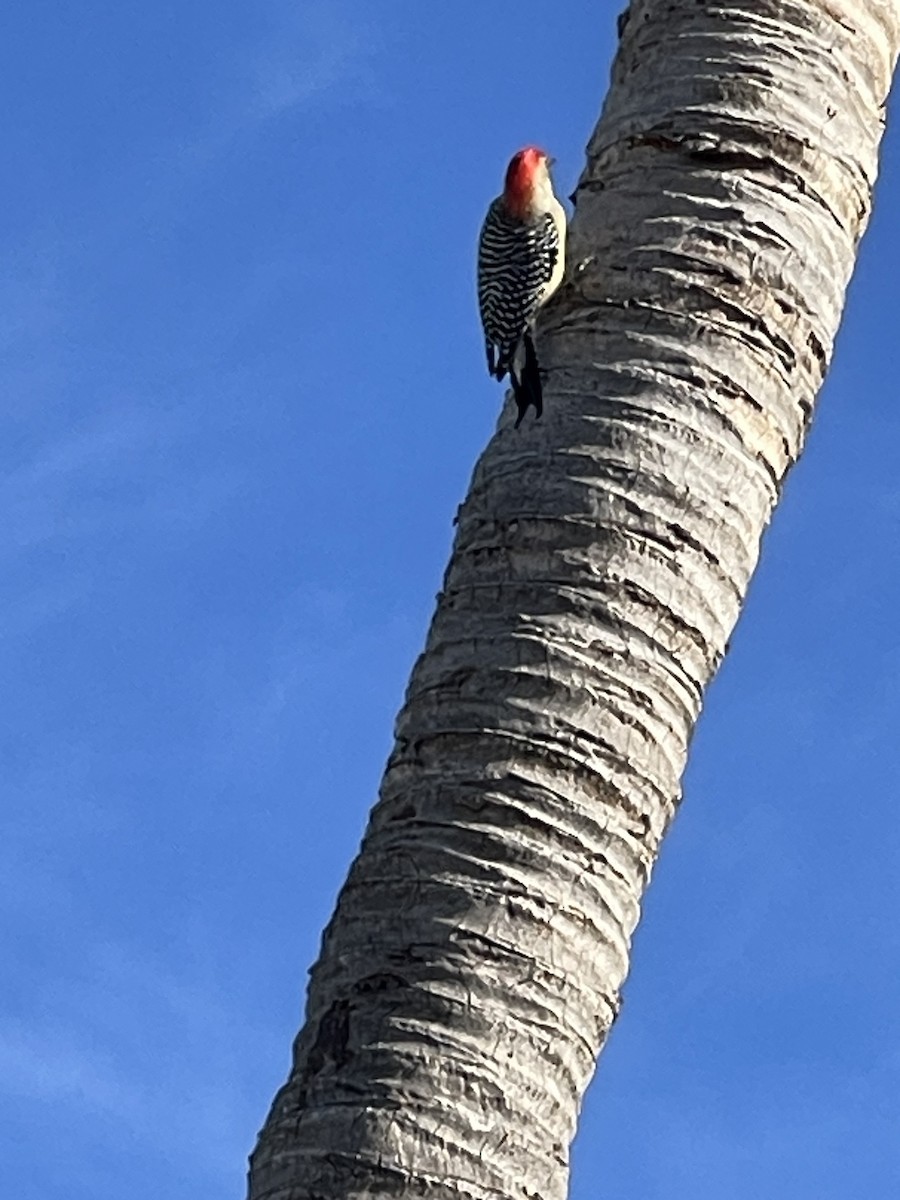 Carolinaspecht - ML647515427