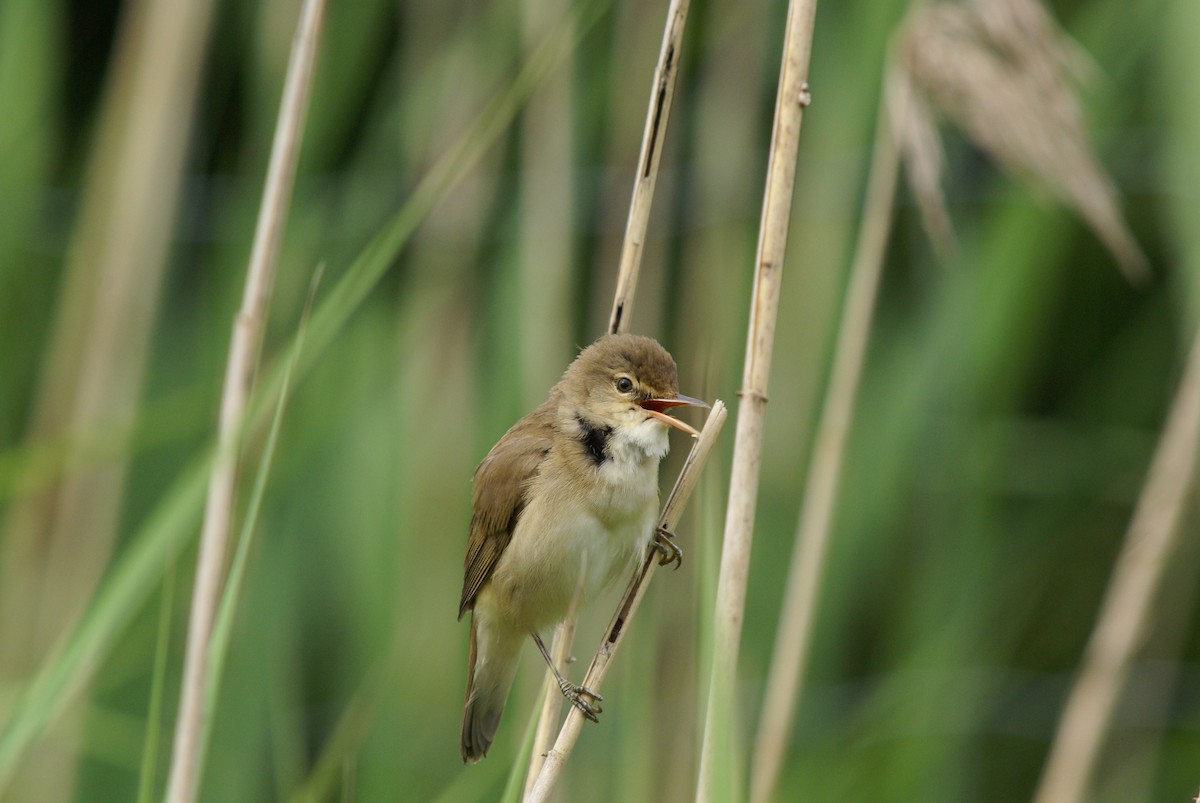 Teichrohrsänger - ML647515428