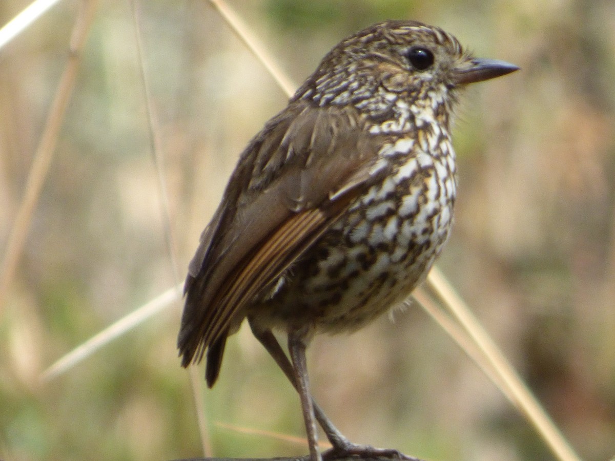 Strichelkopf-Ameisenpitta - ML647515429