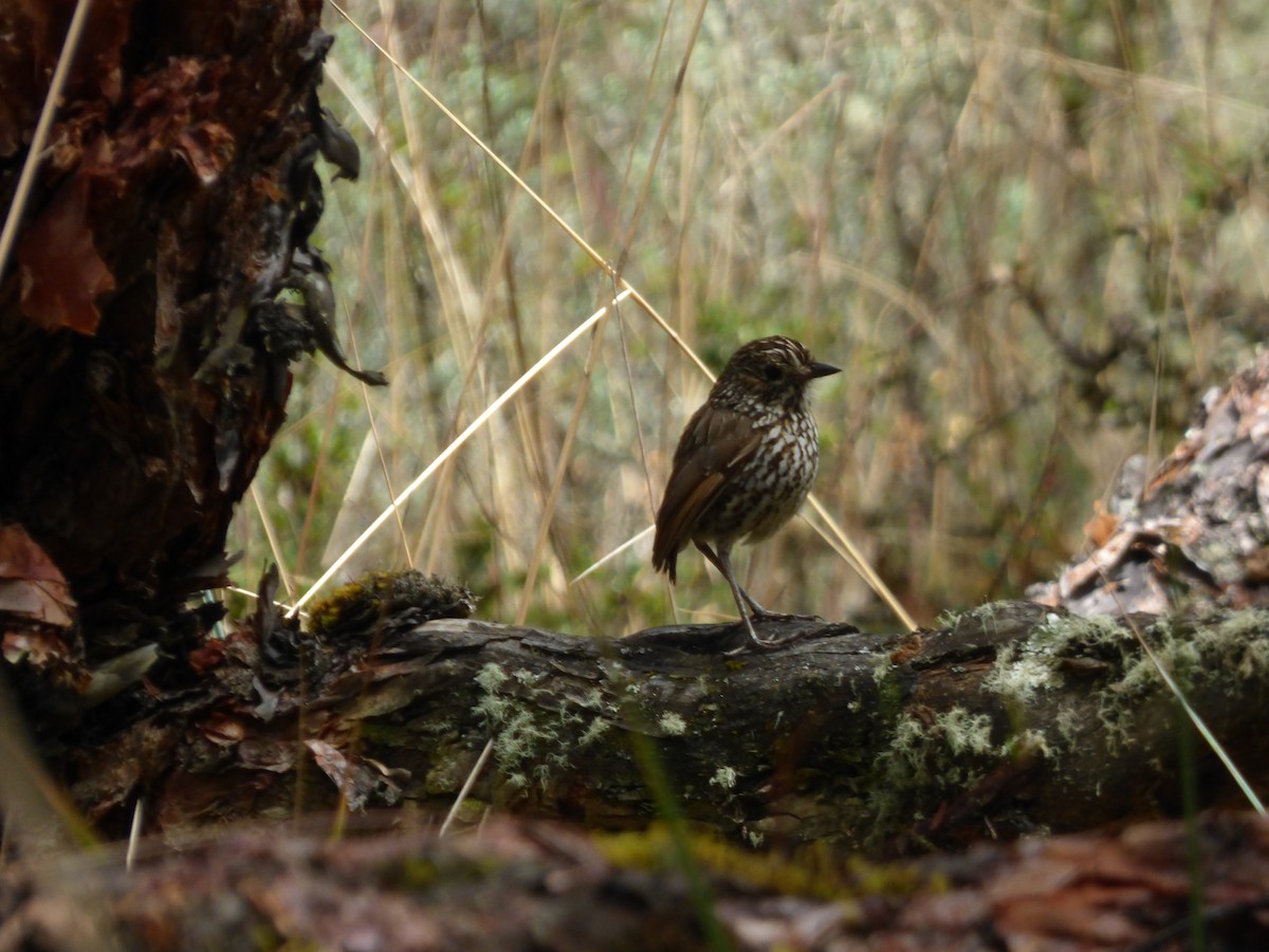 Strichelkopf-Ameisenpitta - ML647515430