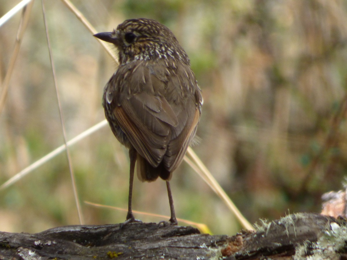 Strichelkopf-Ameisenpitta - ML647515431