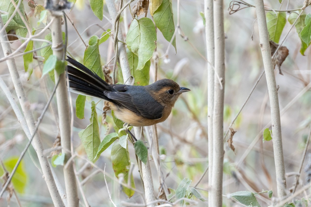 Rotbrust-Sängerkardinal - ML647515432