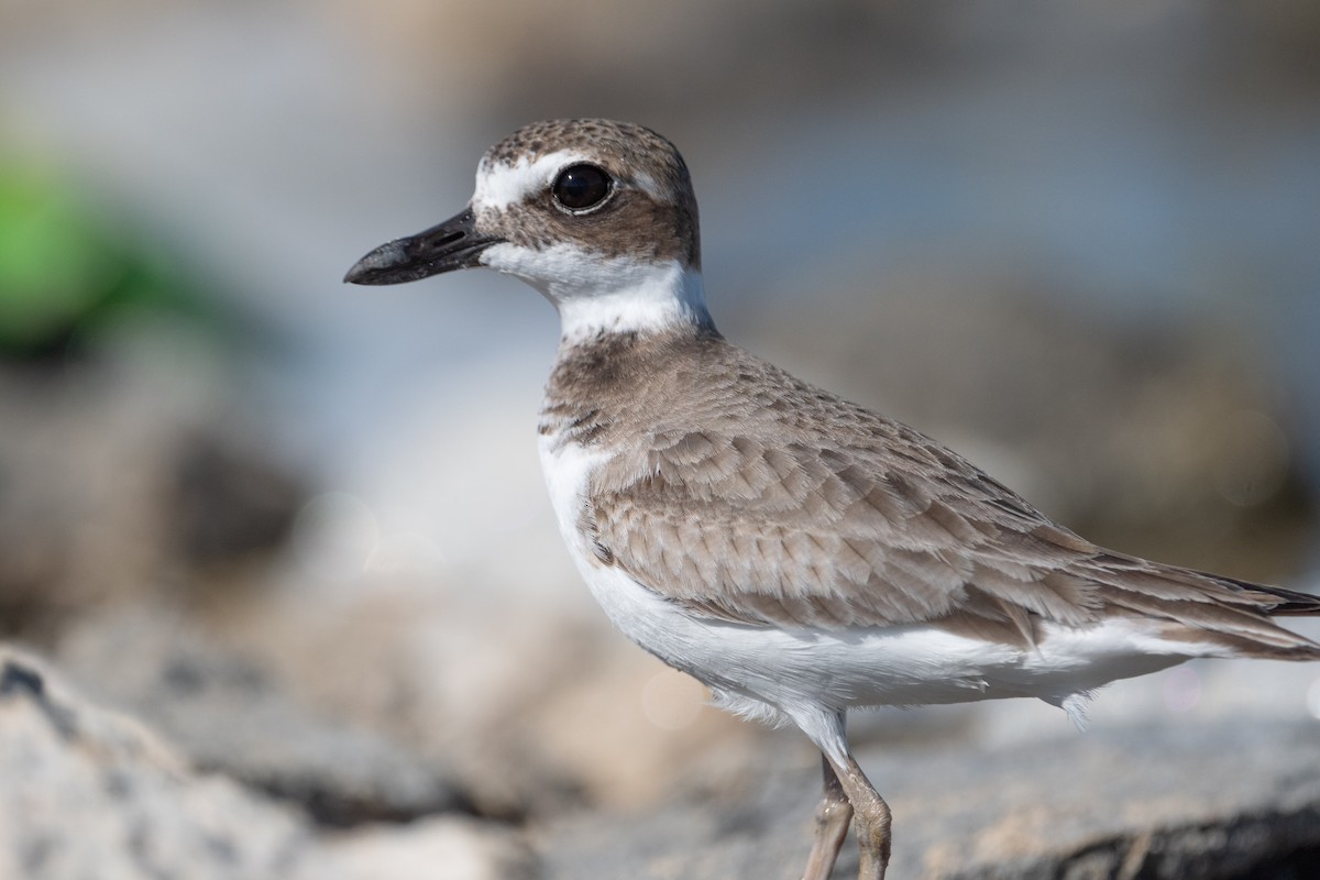 Wilsonregenpfeifer - ML647515439