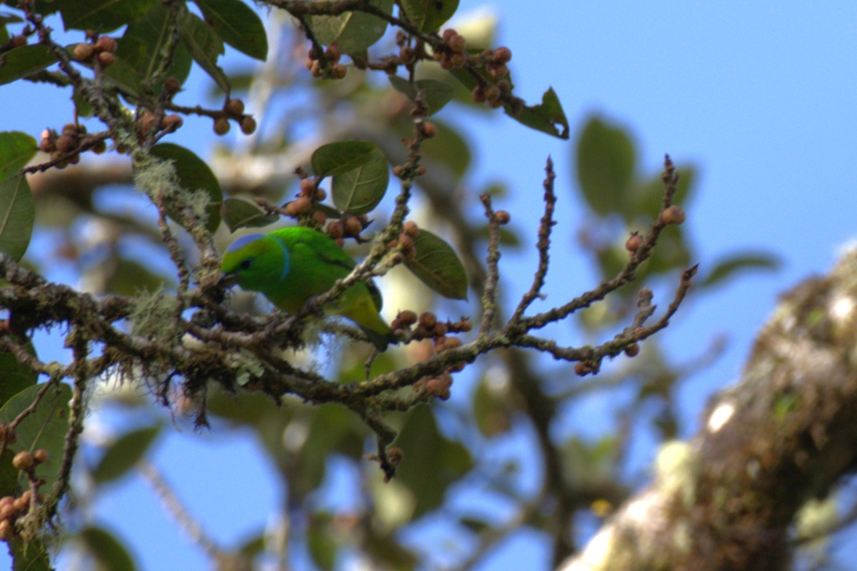 Goldbrauenorganist - ML647515440