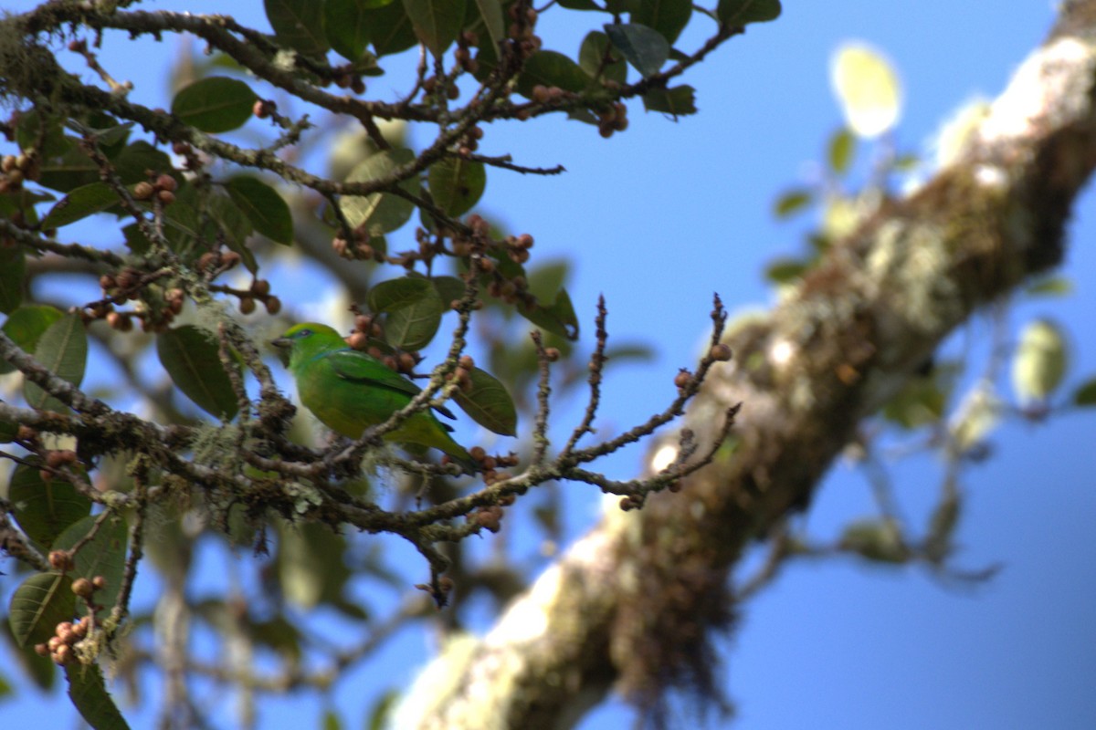 Goldbrauenorganist - ML647515441