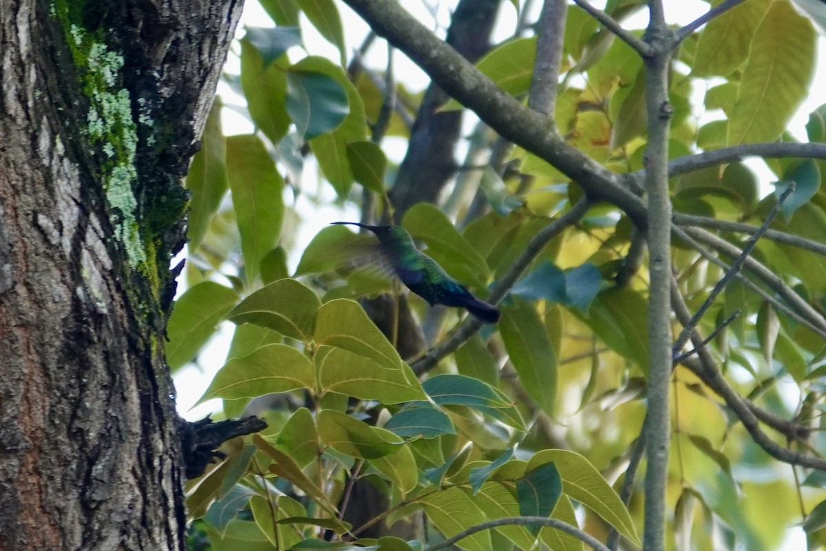 Blaustern-Antillenkolibri - ML647515442