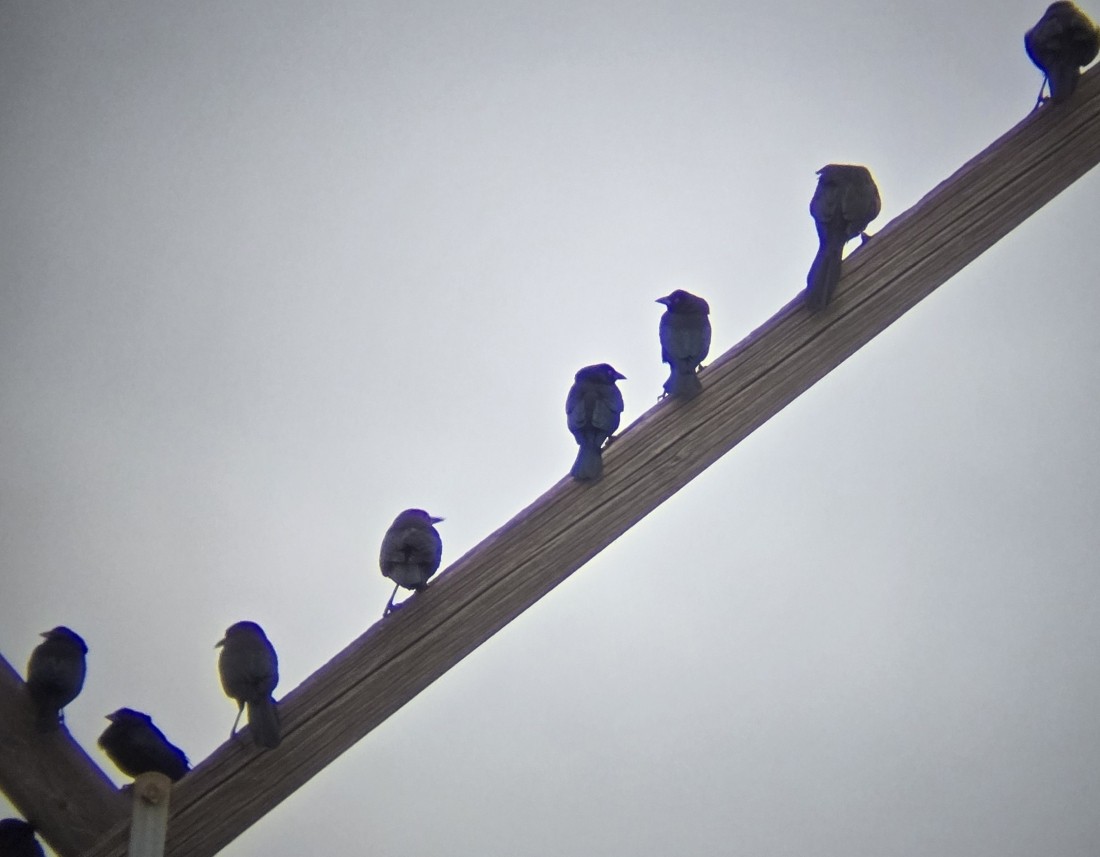 Bronzed Cowbird - ML647515452