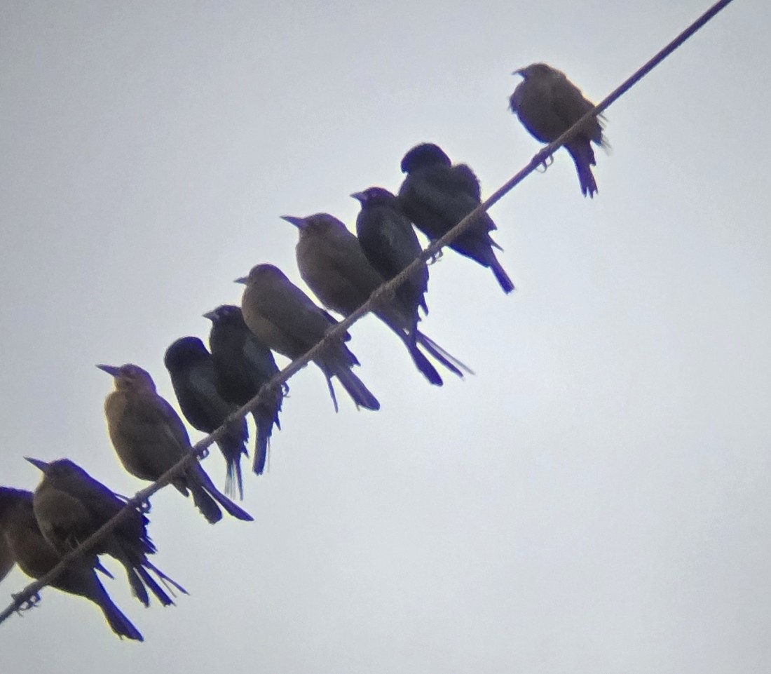 Bronzed Cowbird - ML647515453