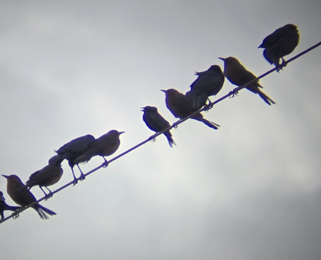 Bronzed Cowbird - ML647515454