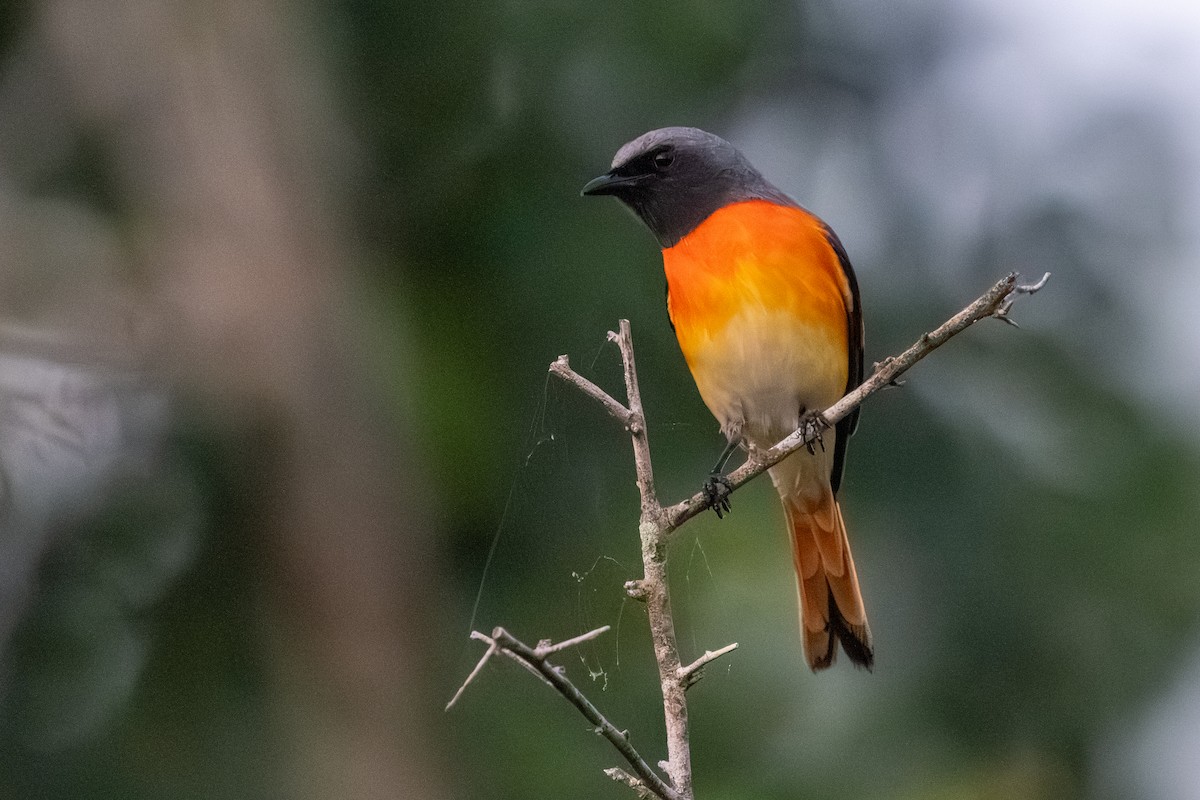 Small Minivet - ML647515457