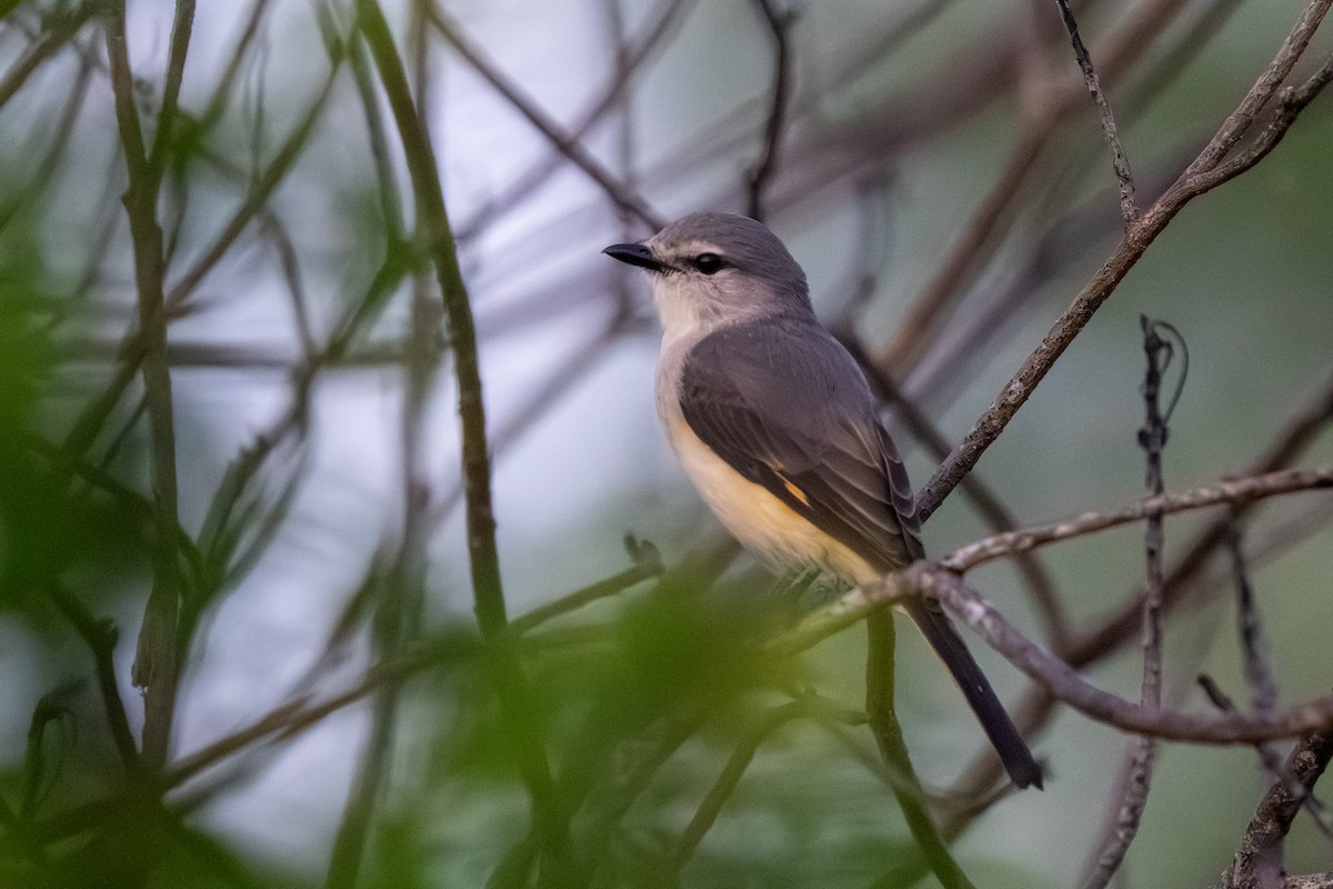 Small Minivet - ML647515458