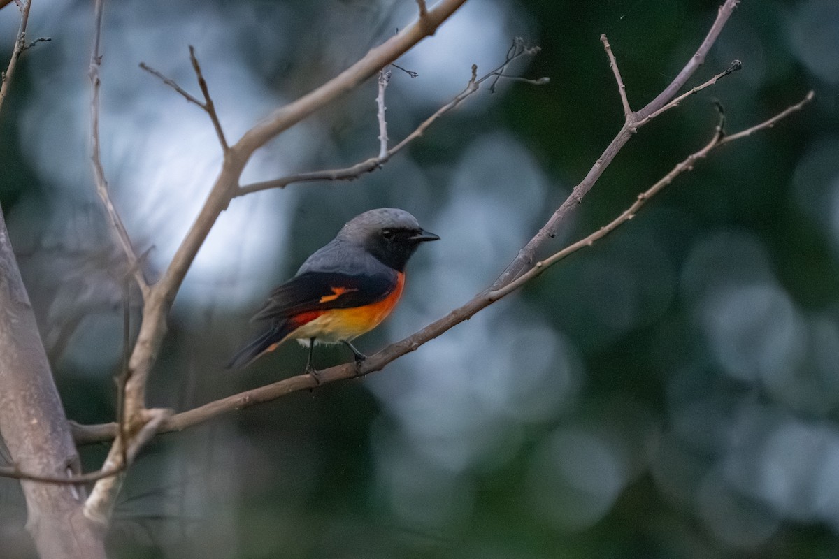Small Minivet - ML647515459