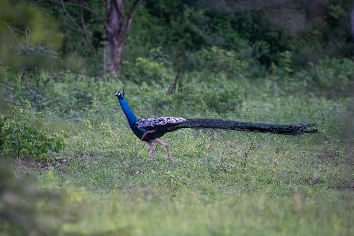Indian Peafowl - ML647515470