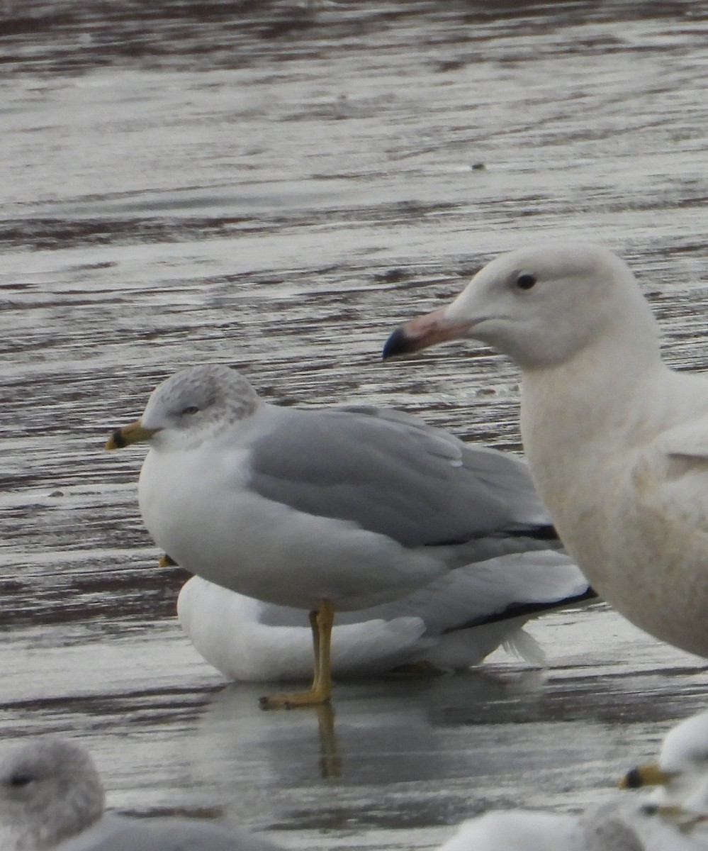 Ring-billed Gull - ML647515471