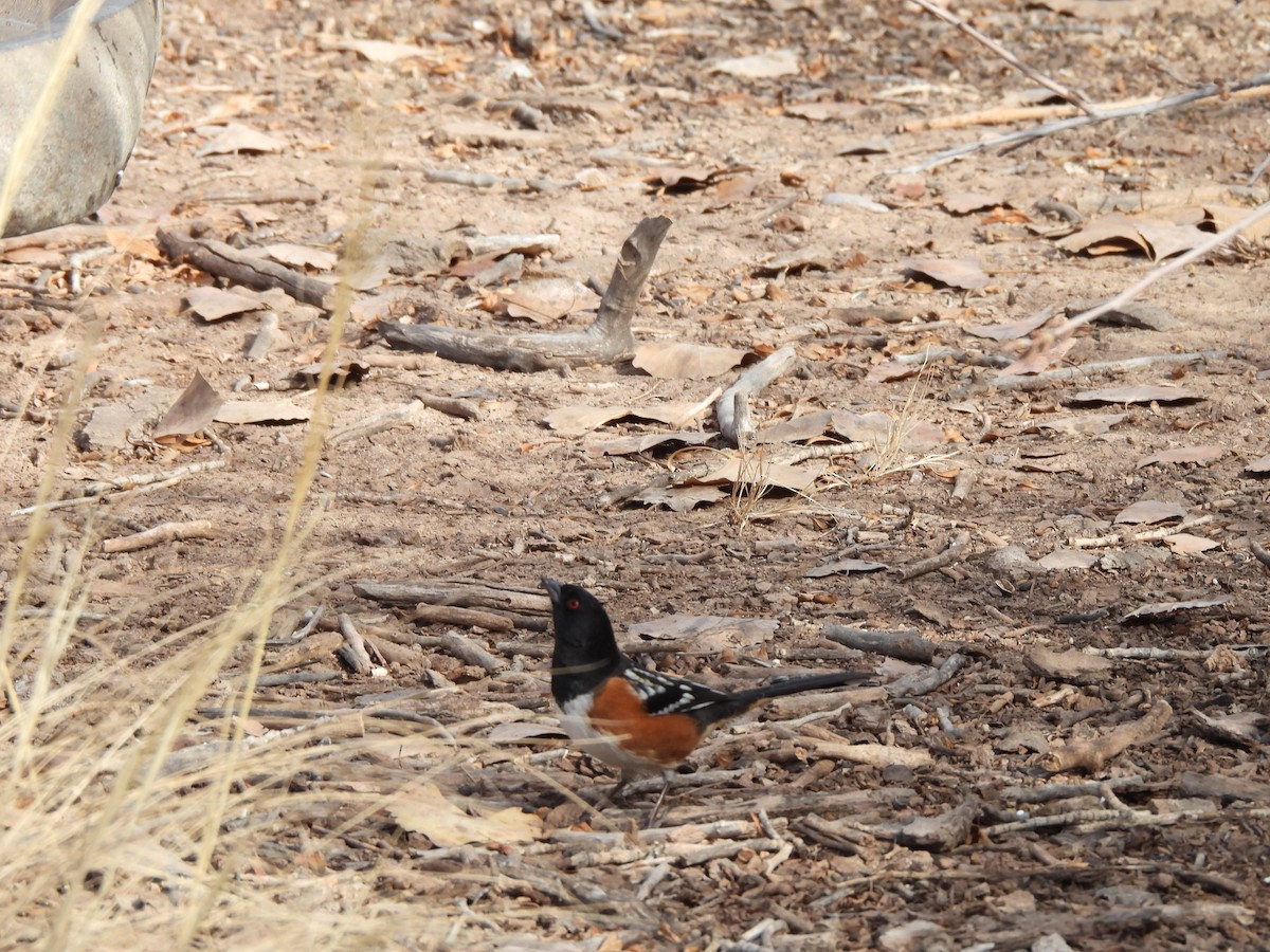 Spotted Towhee - ML647515472