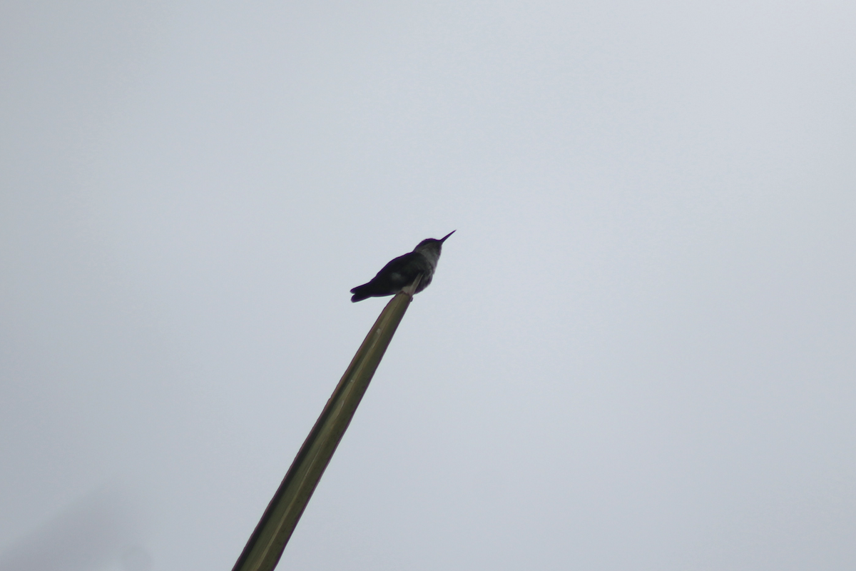 Vervain Hummingbird - ML647515473