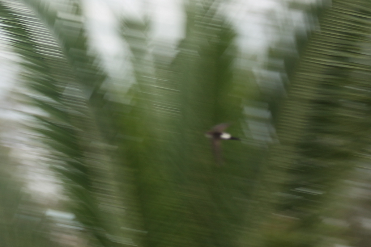Antillean Palm Swift - ML647515485