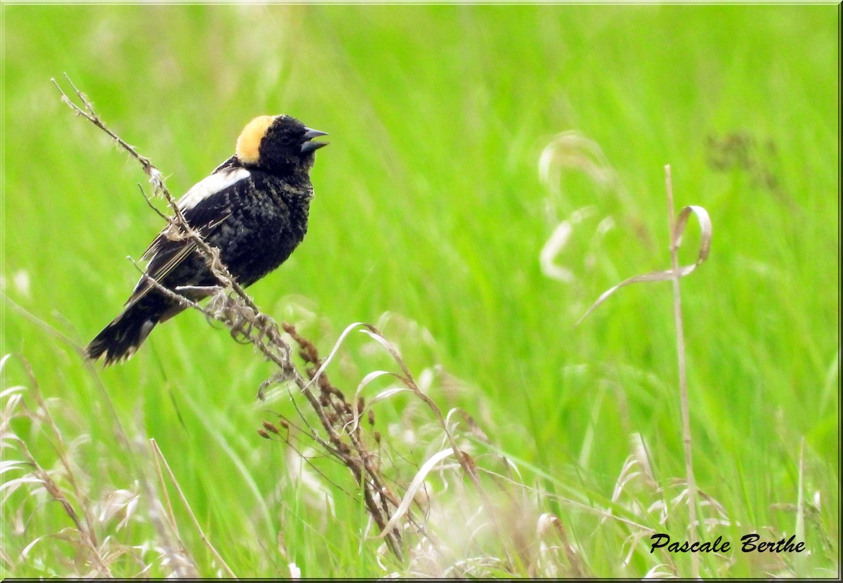 Purple Martin - ML647515486