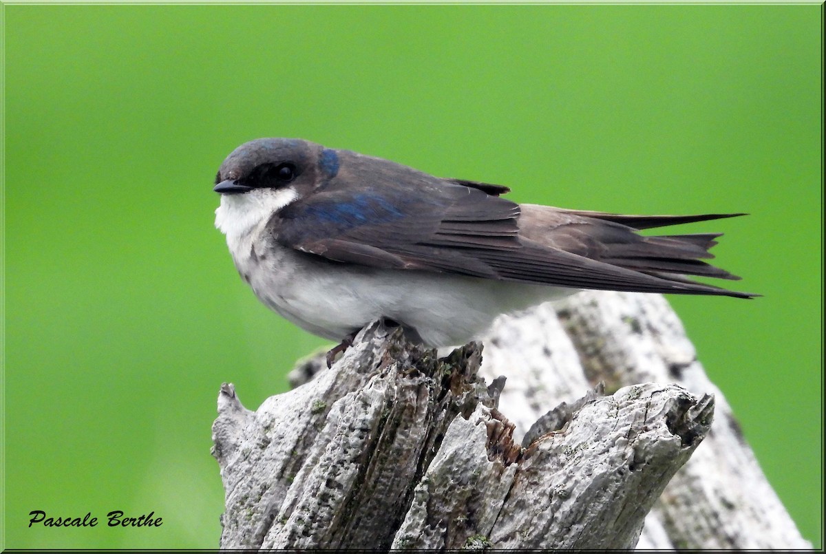 Purple Martin - ML647515487
