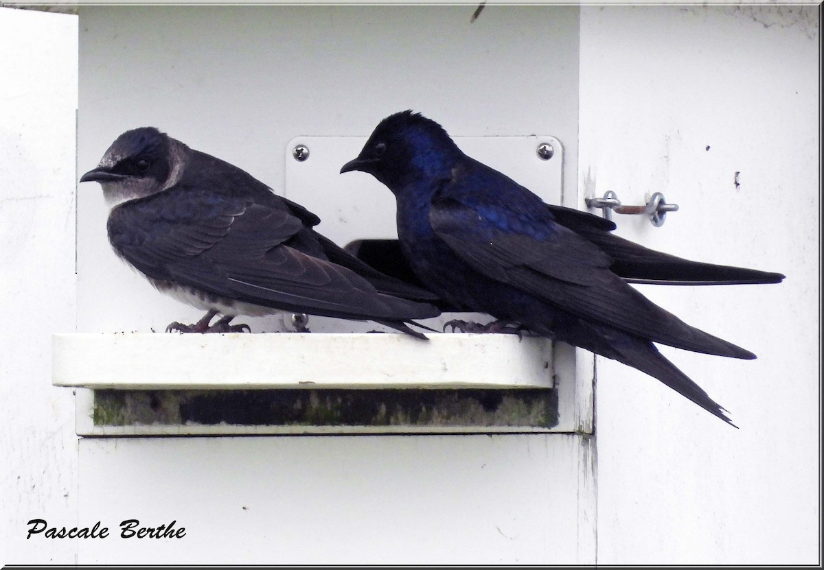 Purple Martin - ML647515488