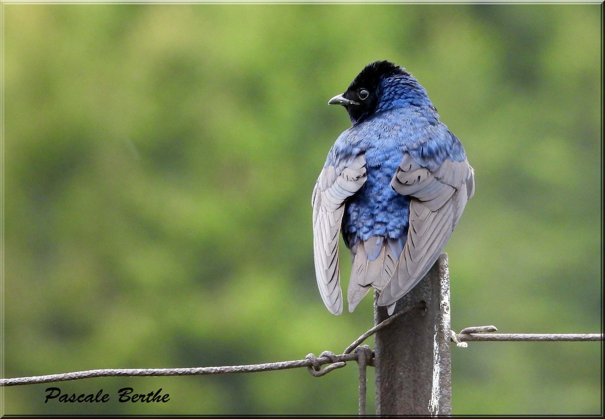 Purple Martin - ML647515489
