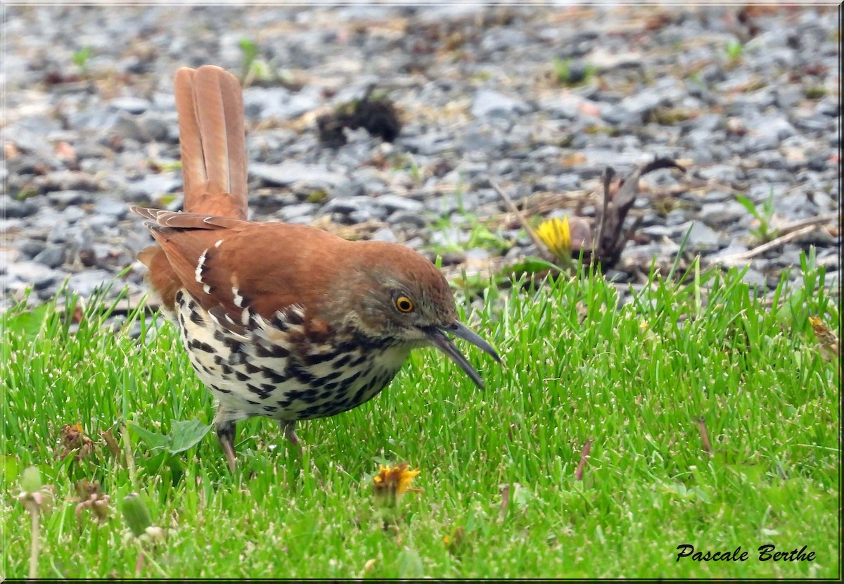 Brown Thrasher - ML647515490