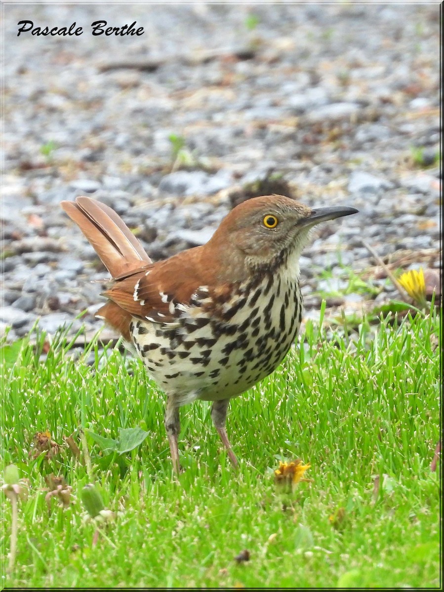 Purple Martin - ML647515491