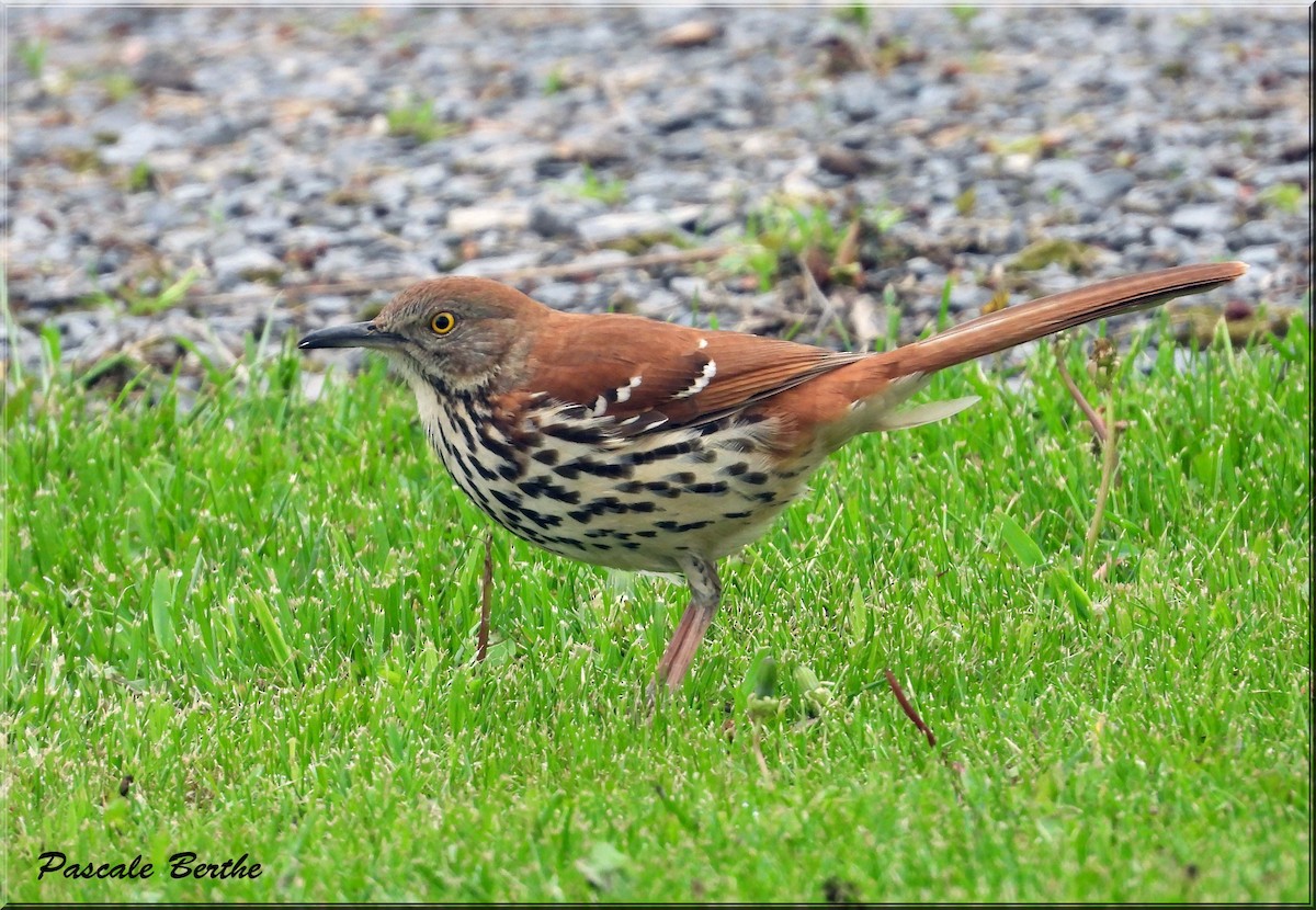 Brown Thrasher - ML647515492