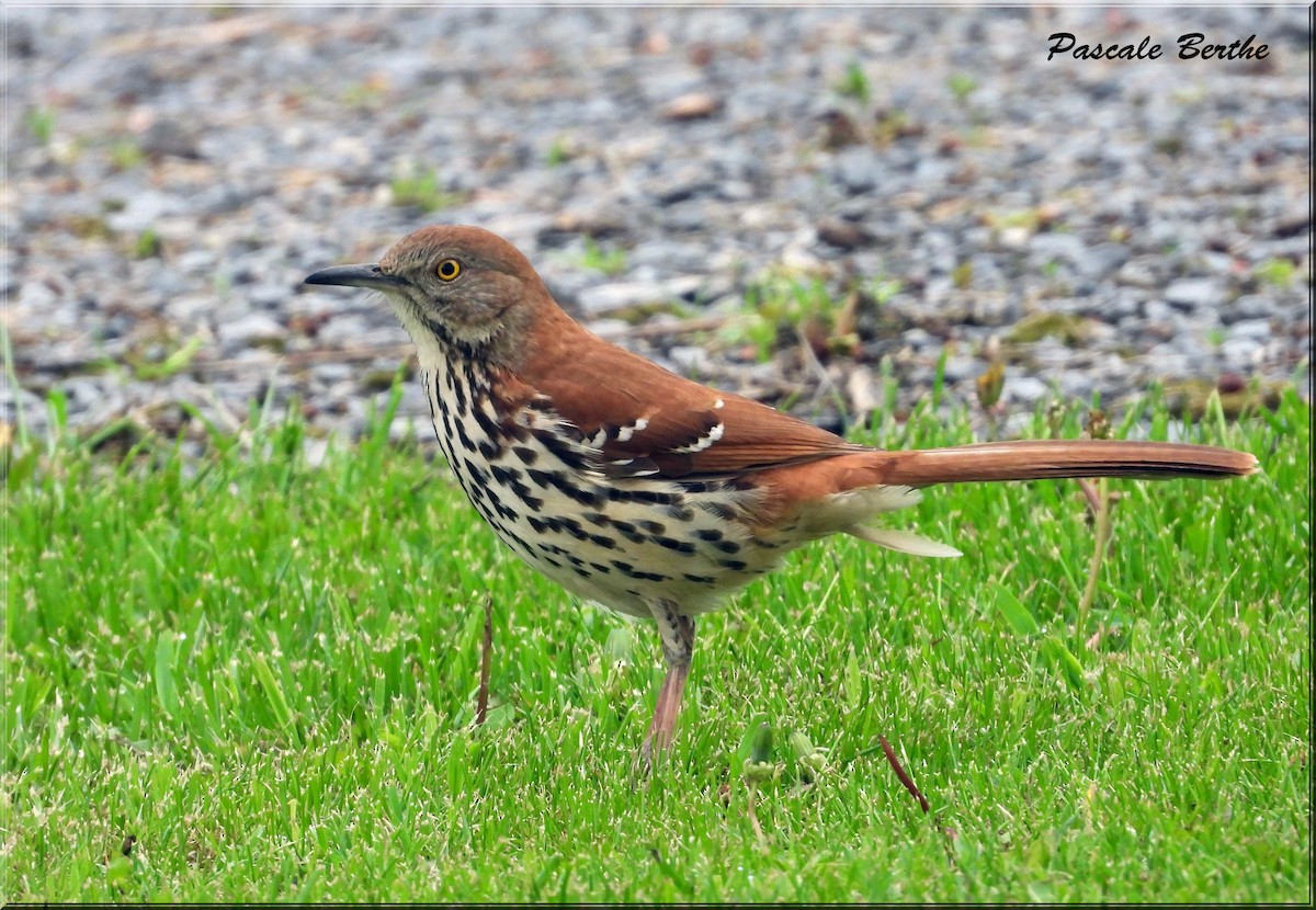 Purple Martin - ML647515493