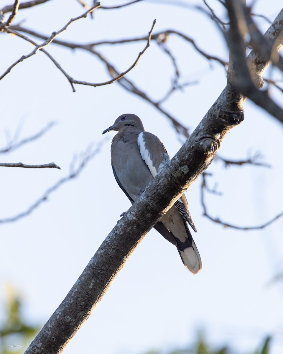 White-winged Dove - ML647515494