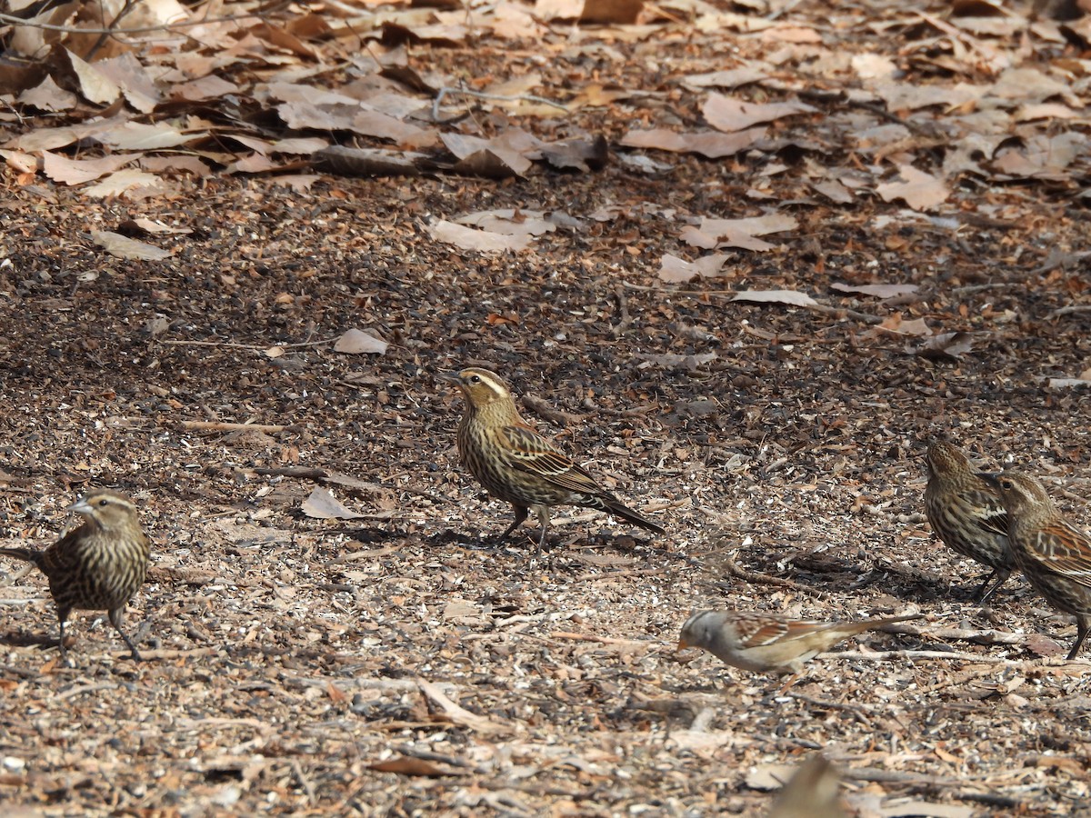 Red-winged Blackbird - ML647515495