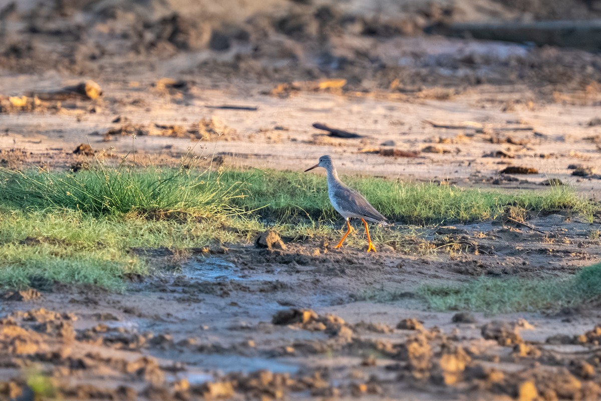 Common Redshank - ML647515496