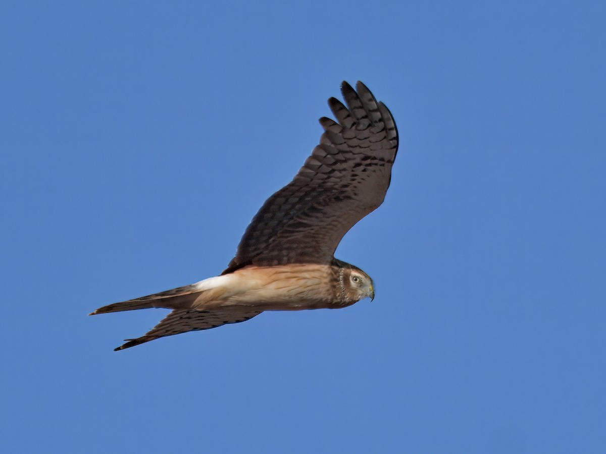 Northern Harrier - ML647515497