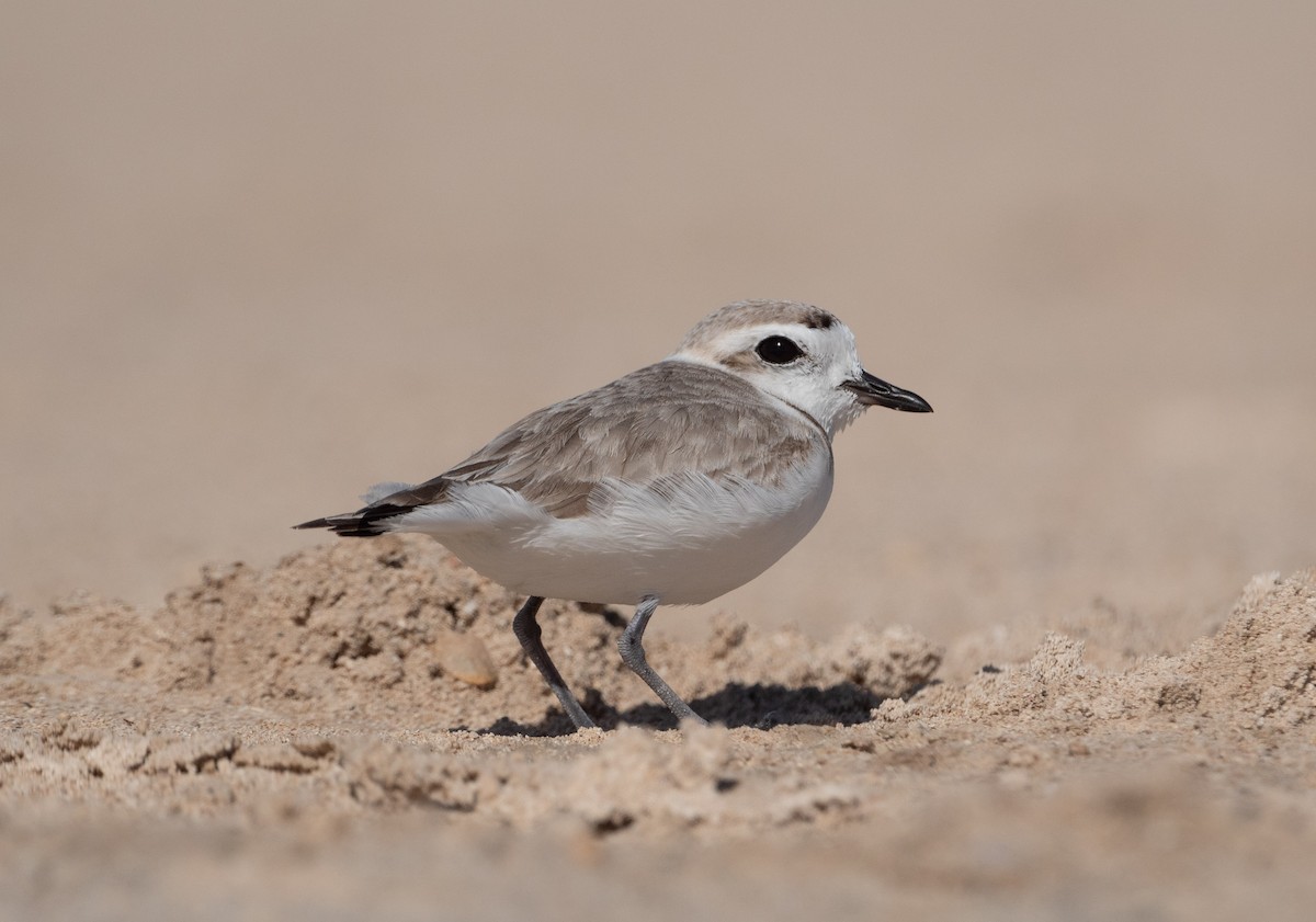 Snowy Plover - ML647515498