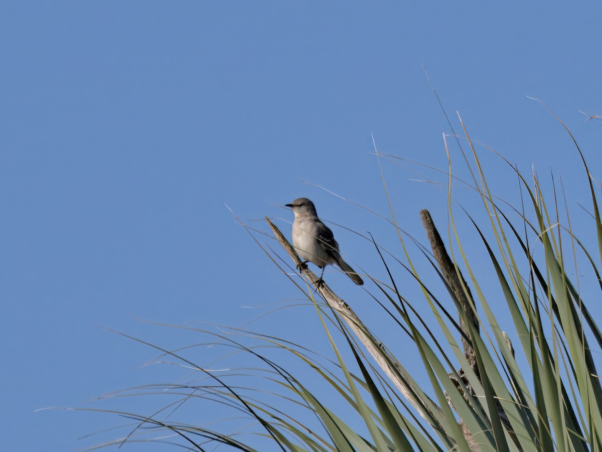 Northern Mockingbird - ML647515499