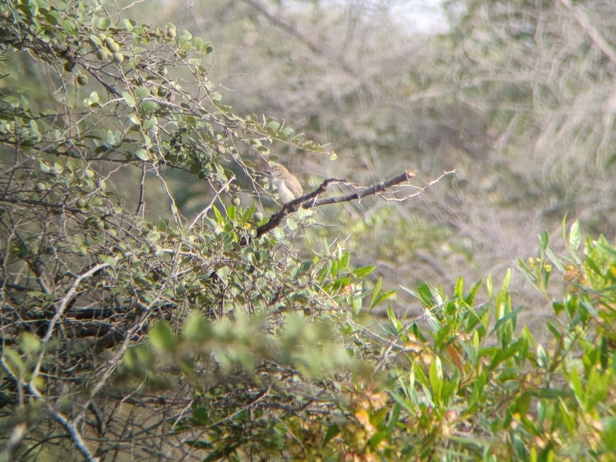Rufous-fronted Prinia - ML647515500