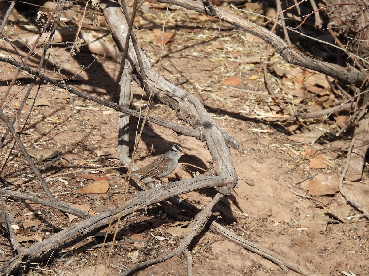 White-crowned Sparrow - ML647515501