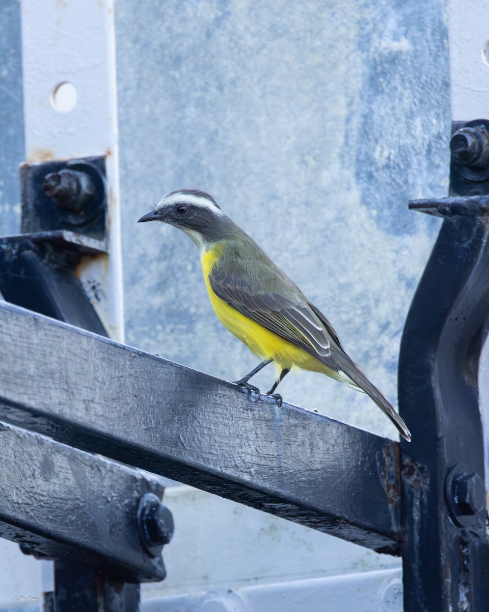 Social Flycatcher - ML647515502