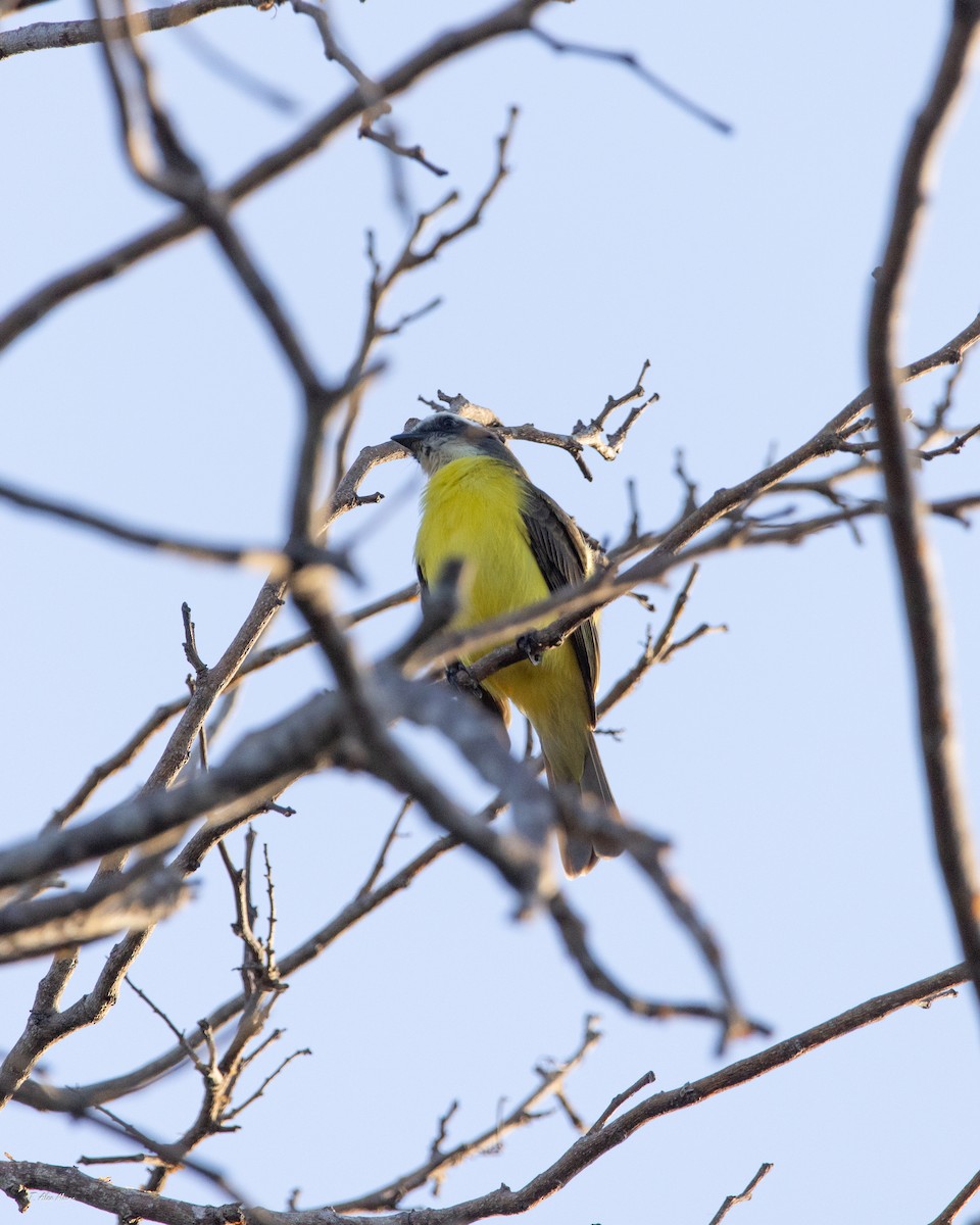 Social Flycatcher - ML647515503