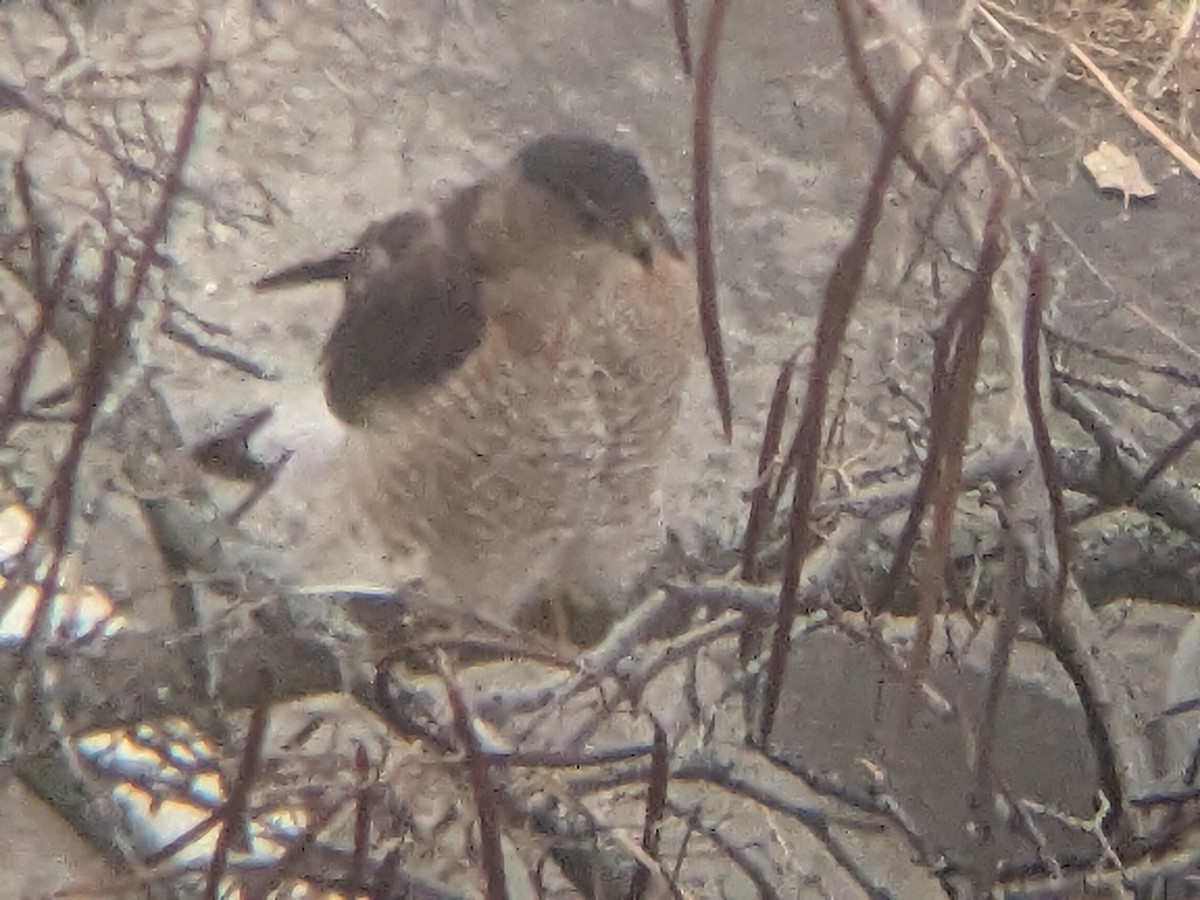 Cooper's Hawk - ML647515504