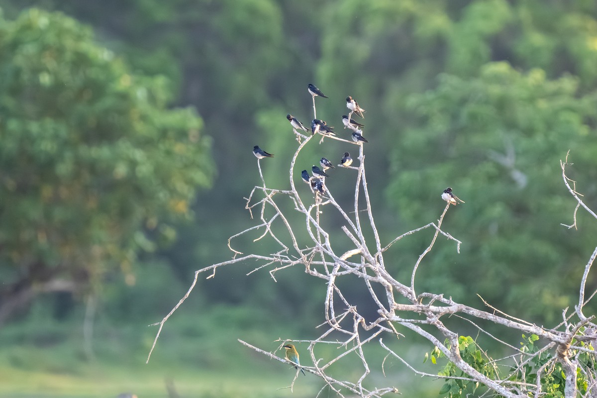 Barn Swallow - ML647515505