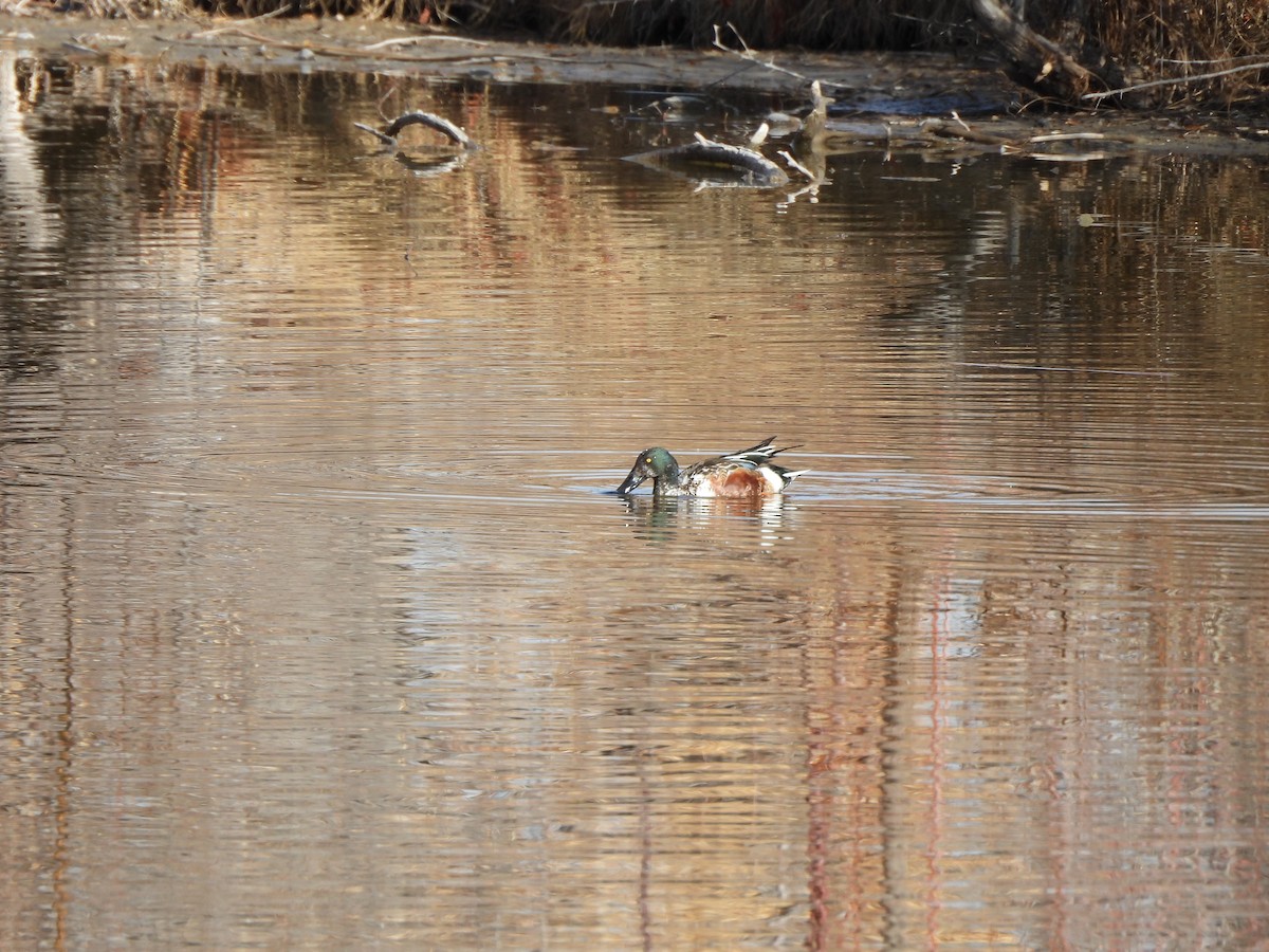 Northern Shoveler - ML647515506