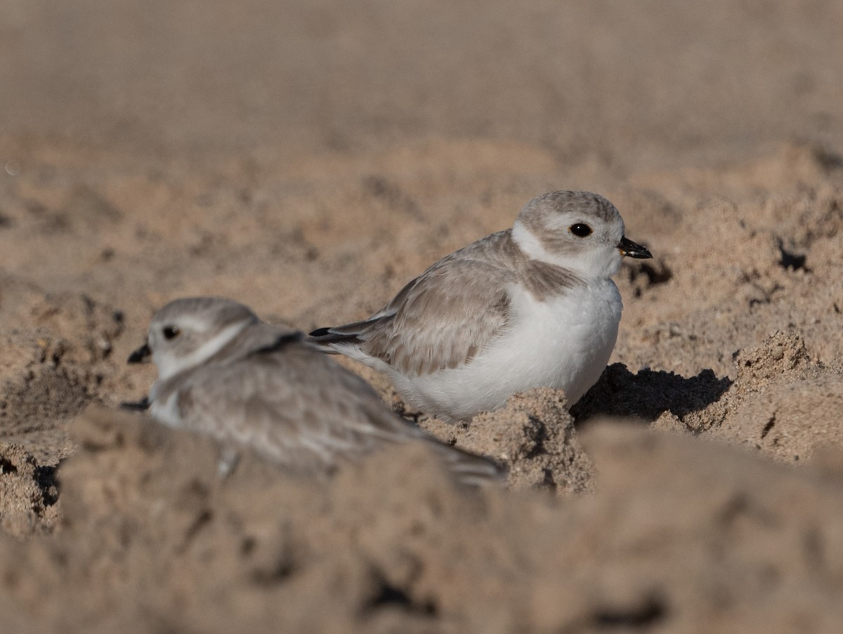 Piping Plover - ML647515520
