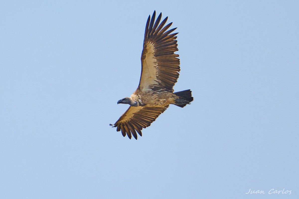 White-backed Vulture - ML647515522
