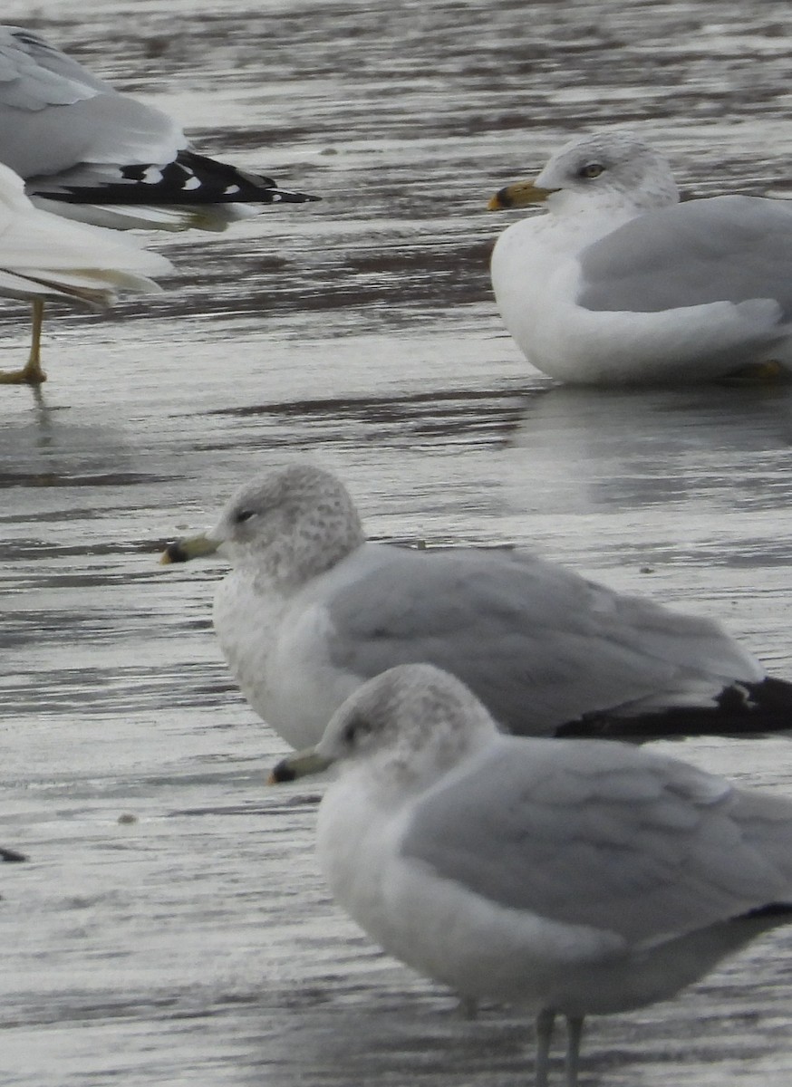 Ring-billed Gull - ML647515523