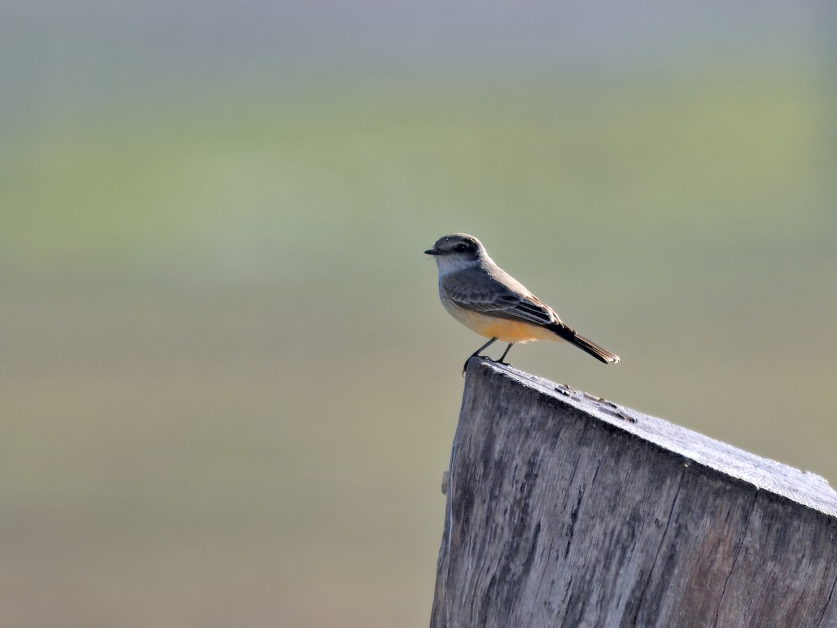 Vermilion Flycatcher - ML647515524