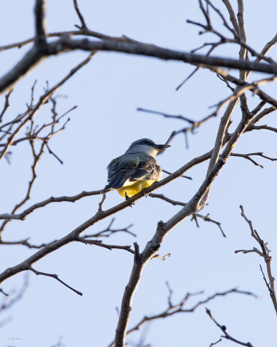 Tropical Kingbird - ML647515525